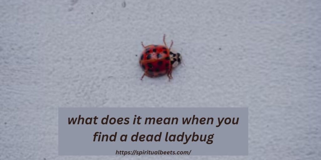 what does it mean when you find a dead ladybug