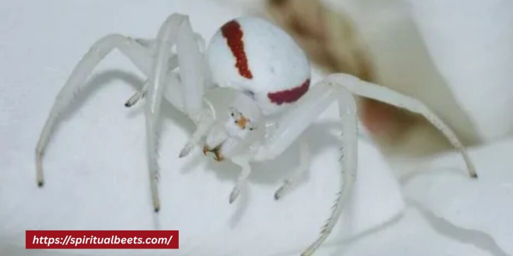 what does it mean when you see a white spider