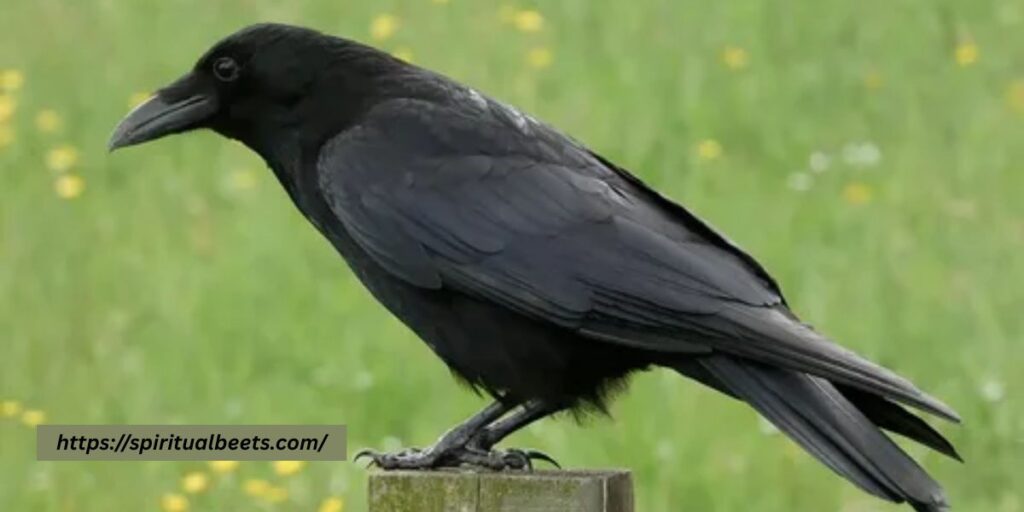 what does the crow symbolize in the bible
