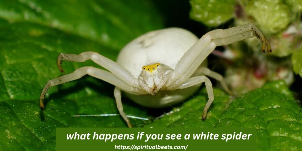 what happens if you see a white spider