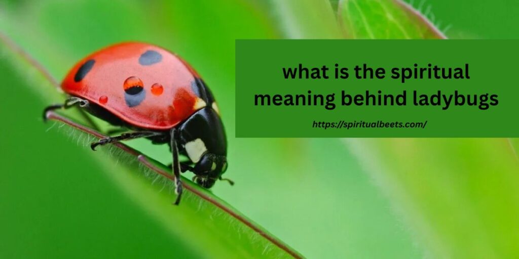 what is the spiritual meaning behind ladybugs