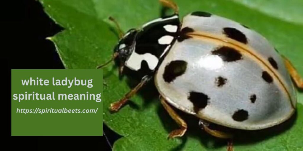 white ladybug spiritual meaning