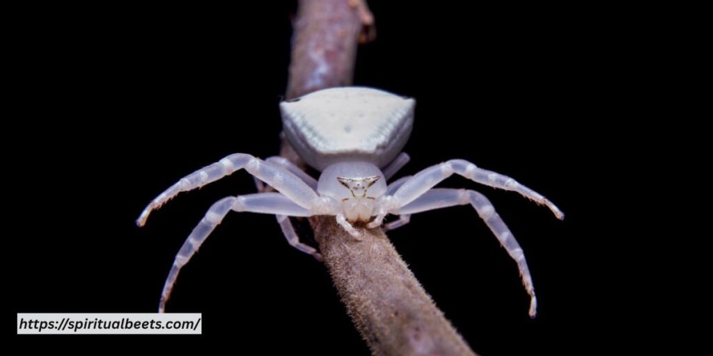 white spider dream