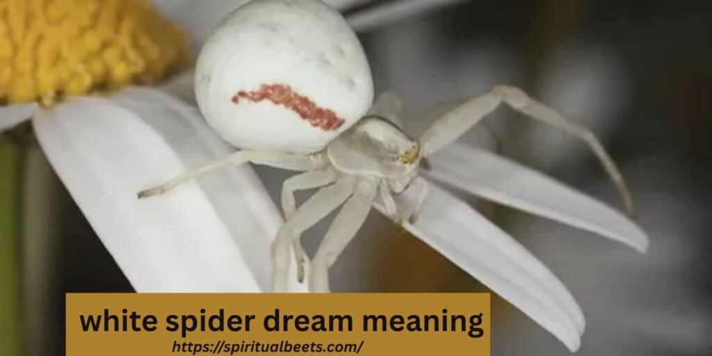 white spider dream meaning