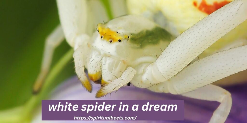 white spider in a dream