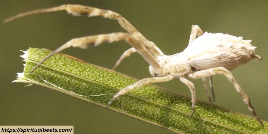 white spider in dream meaning