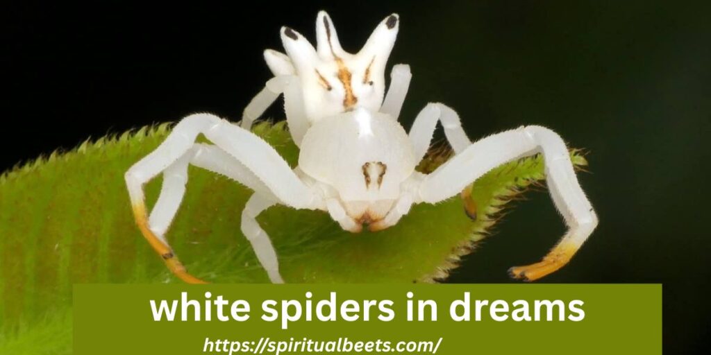 white spiders in dreams