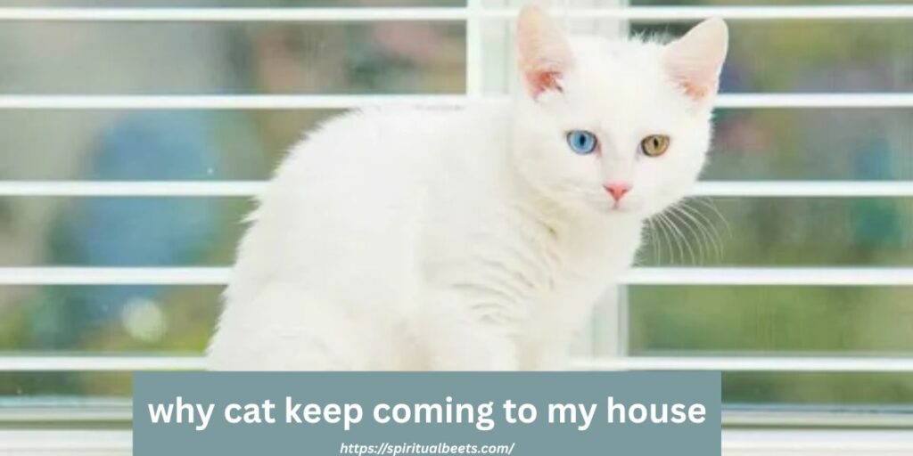 why cat keep coming to my house