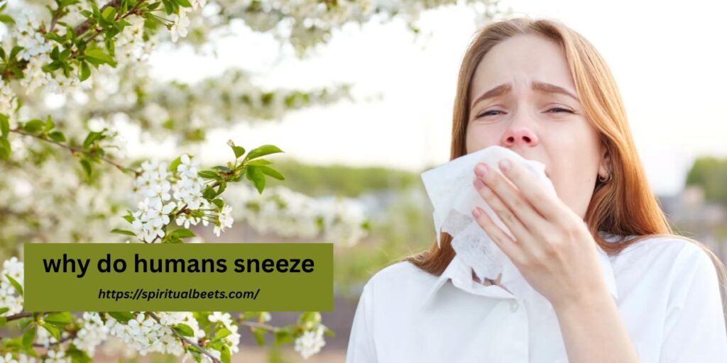 why do humans sneeze