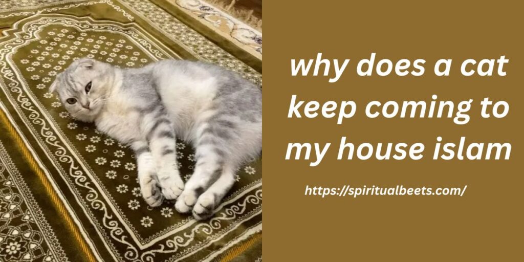 why does a cat keep coming to my house islam