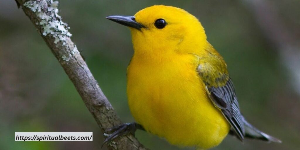 yellow finch symbolism