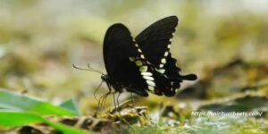 15 Spiritual Meanings Of Seeing A Black Butterfly