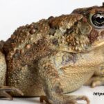 15 Spiritual Meanings Of Toads