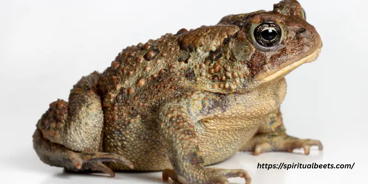 15 Spiritual Meanings Of Toads