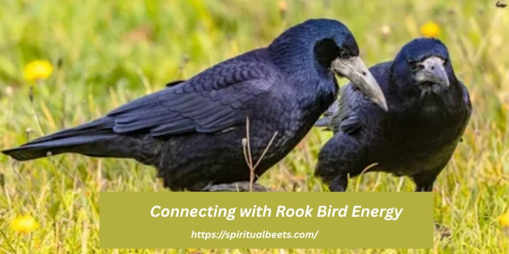 Connecting with Rook Bird Energy