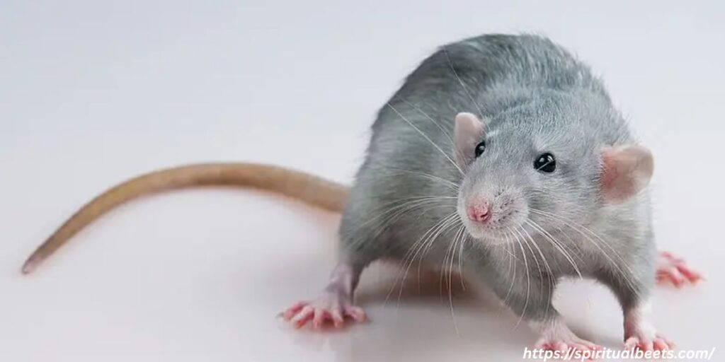 Cultural Variations in Interpreting Dead Rats