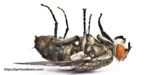 Dead Flies In House Spiritual Meaning & Interpretation