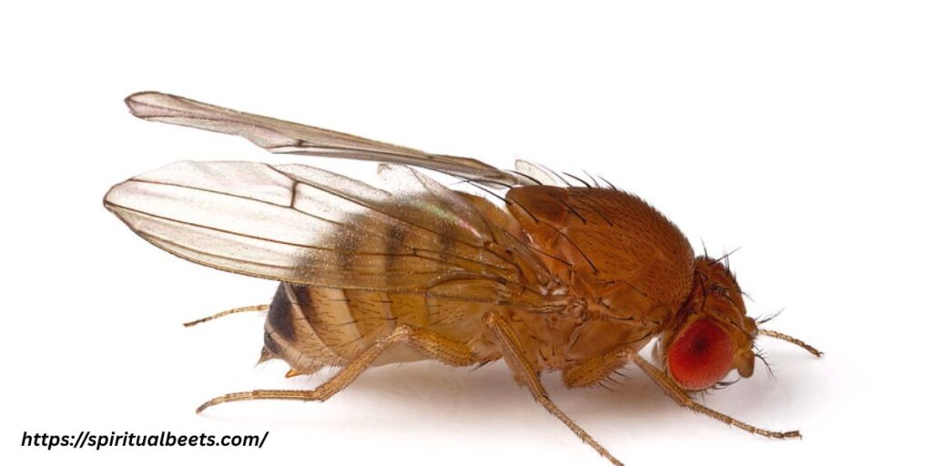 Flies in the Bible