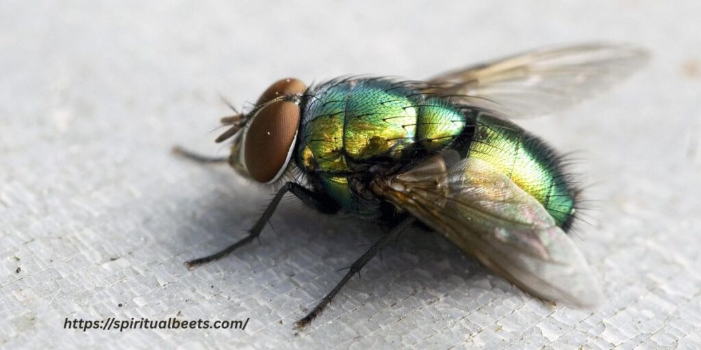 Fly Spiritual Meanings: Change