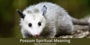 Possum Spiritual Meaning And Symbolism – Spiritual Beets