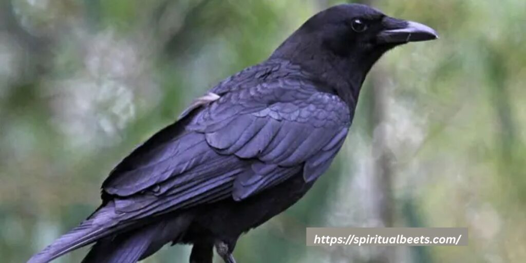 Rook Bird Symbolism and Spiritual Significance