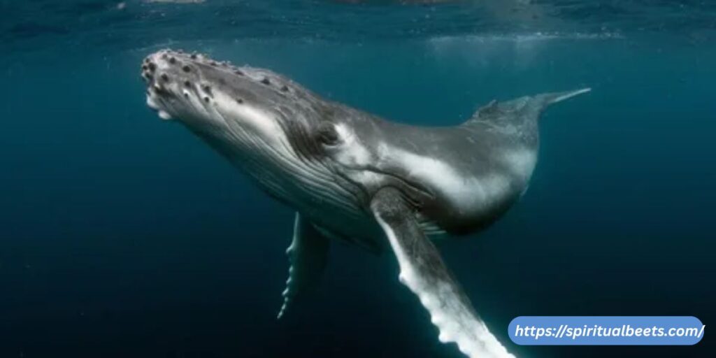 Saving a killer whale dream meaning