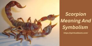 Scorpion Spiritual Meaning And Symbolism