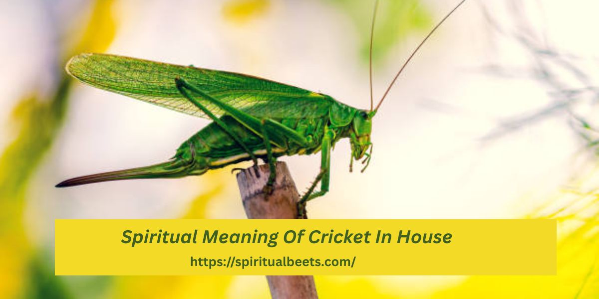 Spiritual Meaning Of Cricket In House - Spiritual Beets
