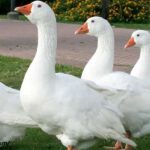 Spiritual Meaning Of Hearing Geese At Night