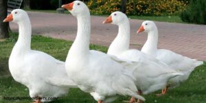 Spiritual Meaning Of Hearing Geese At Night