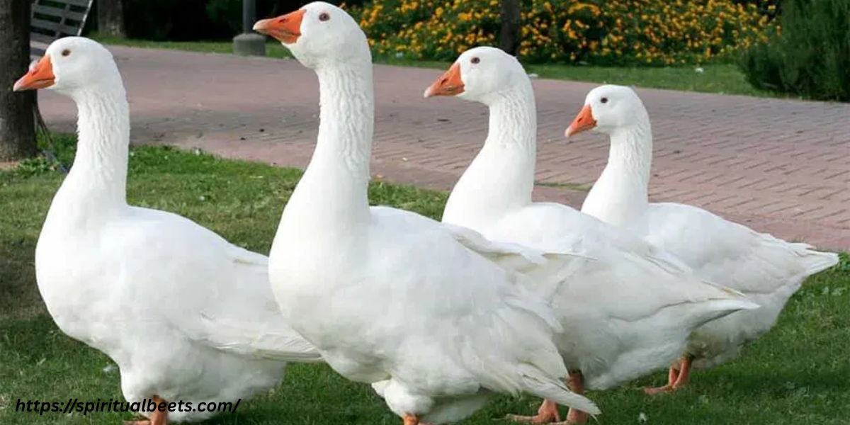 Spiritual Meaning Of Hearing Geese At Night