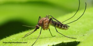 Spiritual Meaning Of Mosquito In A Dream
