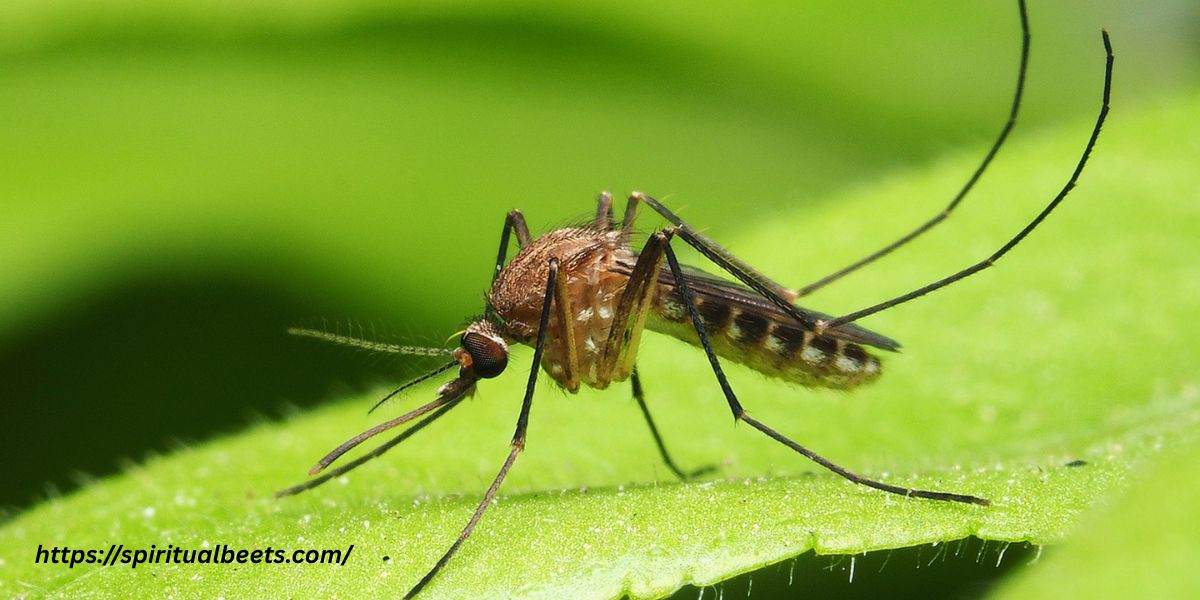 Spiritual Meaning Of Mosquito In A Dream