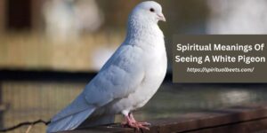 Spiritual Meanings Of Seeing A White Pigeon