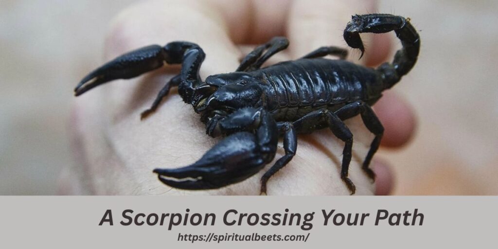 Spiritual Meanings of A Scorpion Crossing Your Path