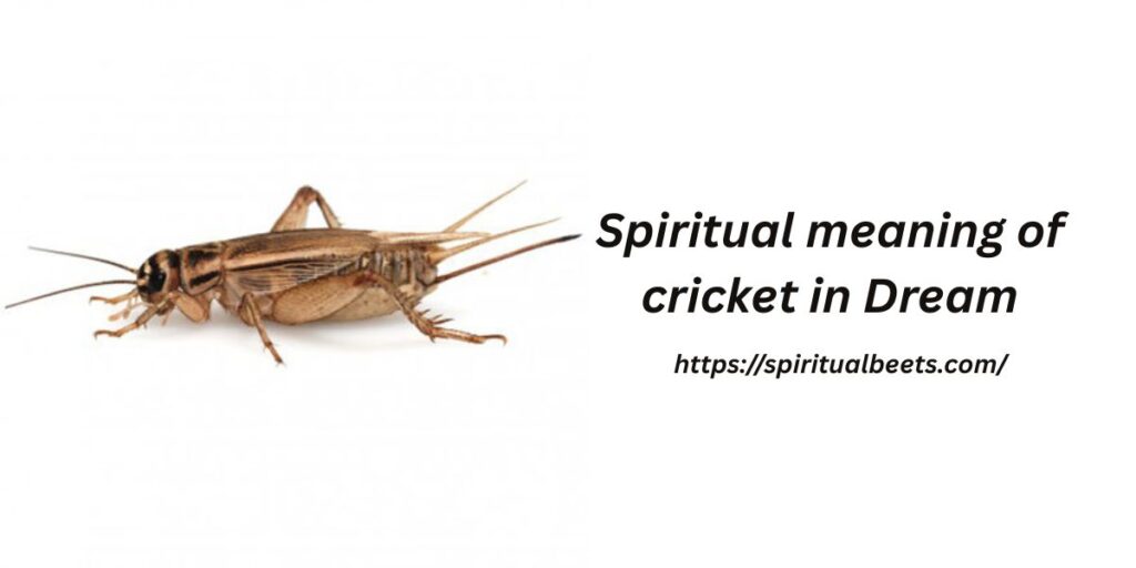 Spiritual meaning of cricket in Dream