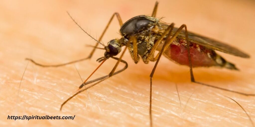Symbolism of the Mosquito in Dreams