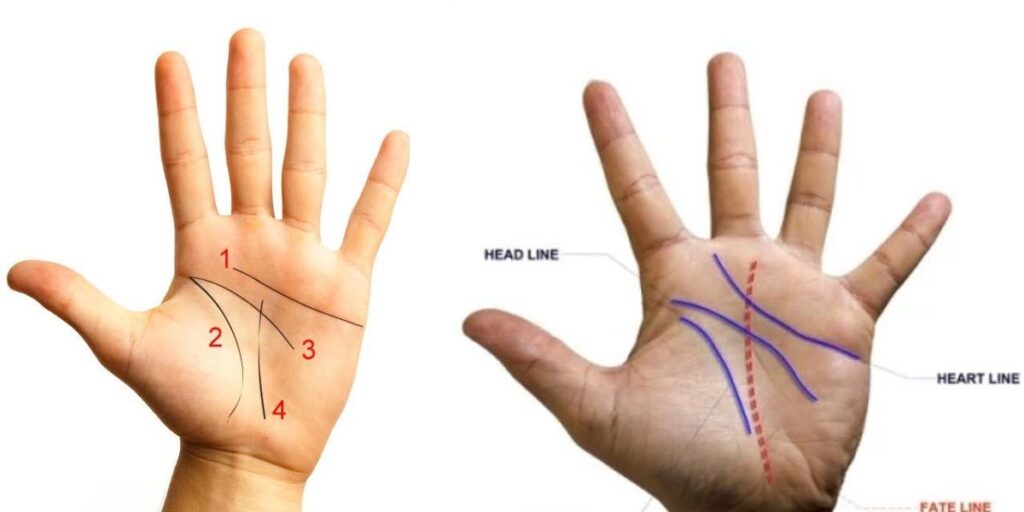 The Enigmatic M Shape on Your Palm
