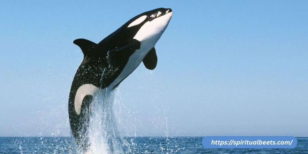 The Intersection of Reality and Dreams: How Experiences Shape Our Orca Visions