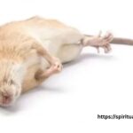 The Spiritual Meaning Behind Finding A Dead Rat Outside Your House