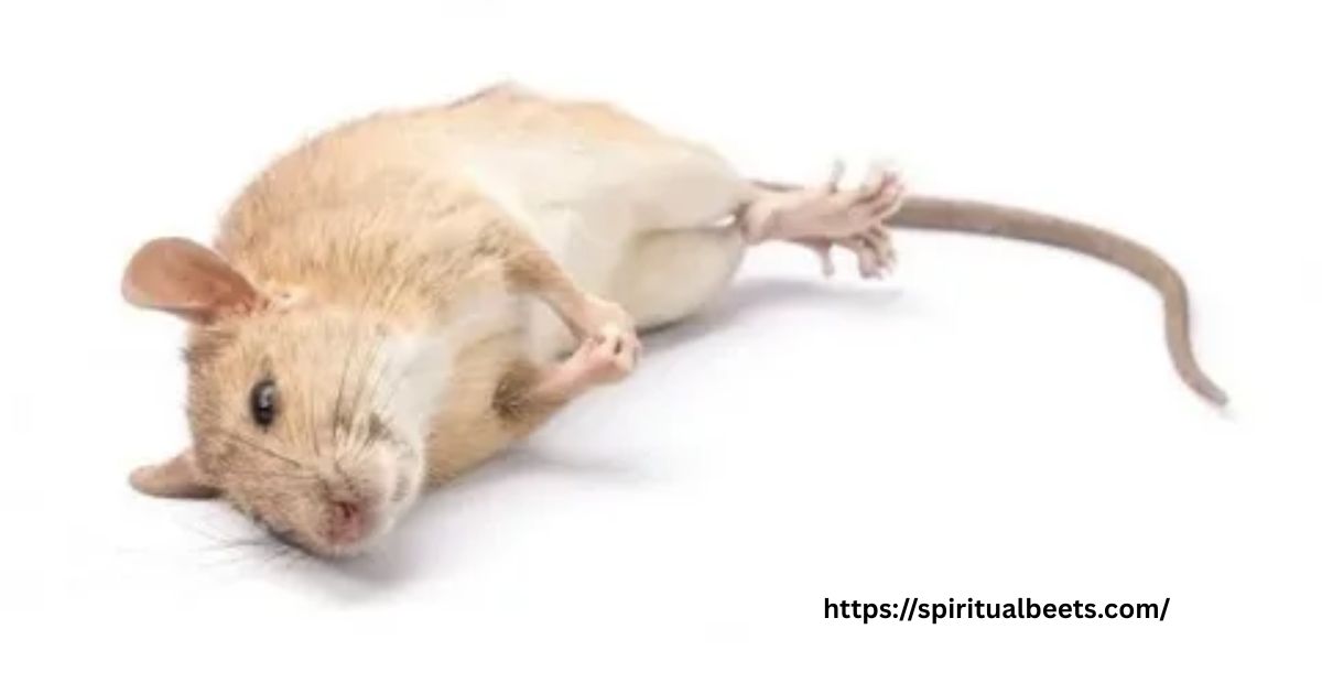 The Spiritual Meaning Behind Finding A Dead Rat Outside Your House