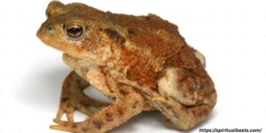 Toad Spiritual Meaning: 15 Powerful Symbolic Signs