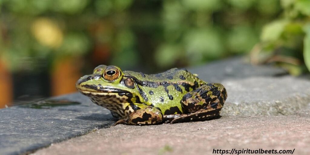 Toad Totem, Spirit and Power Animal