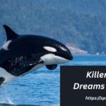 Unlocking The Mysteries Of Killer Whale Dreams Meanings 