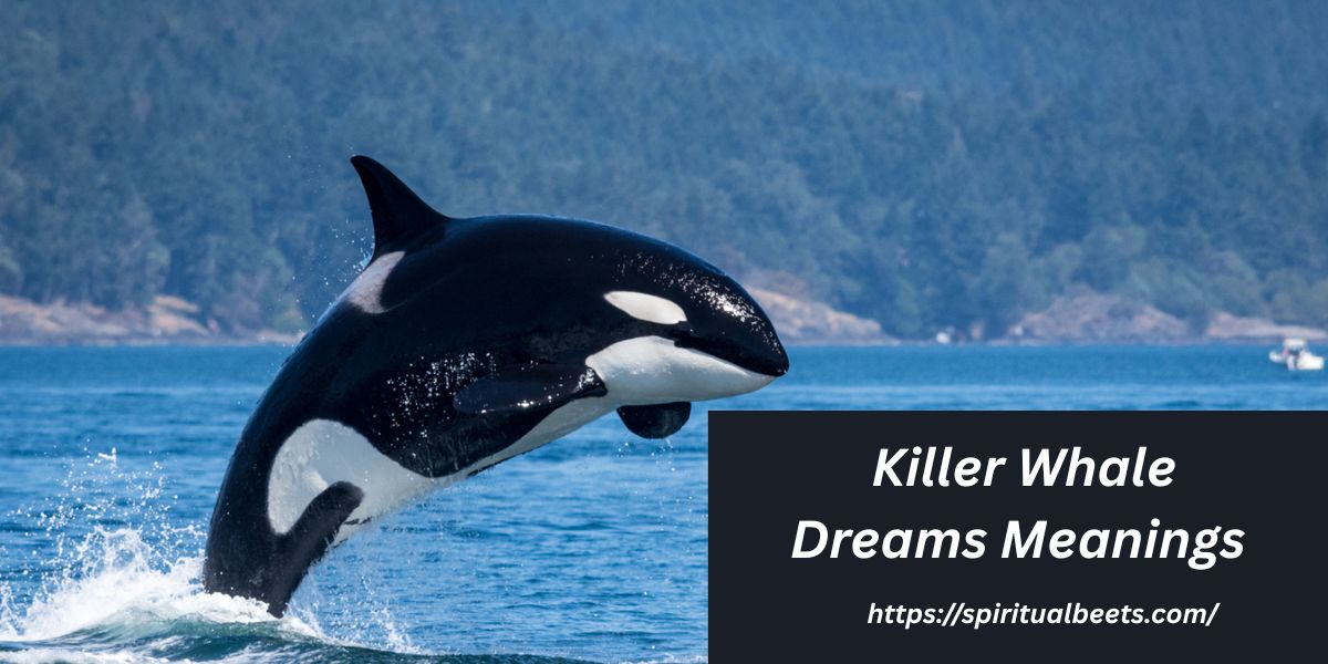 Unlocking The Mysteries Of Killer Whale Dreams Meanings 