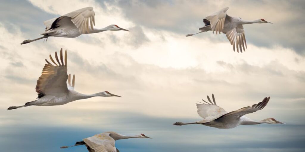 Unpacking the Spiritual Messages of Nighttime Geese Calls