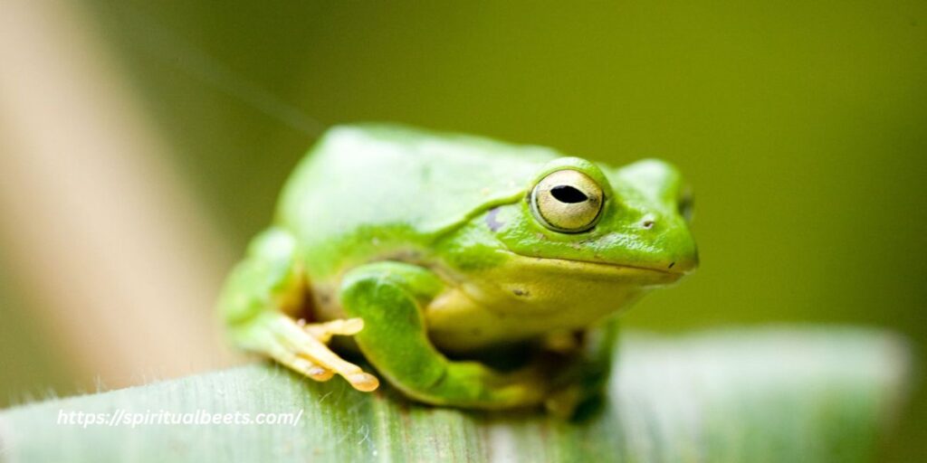 What Do Toads Symbolize in Arts and Literature