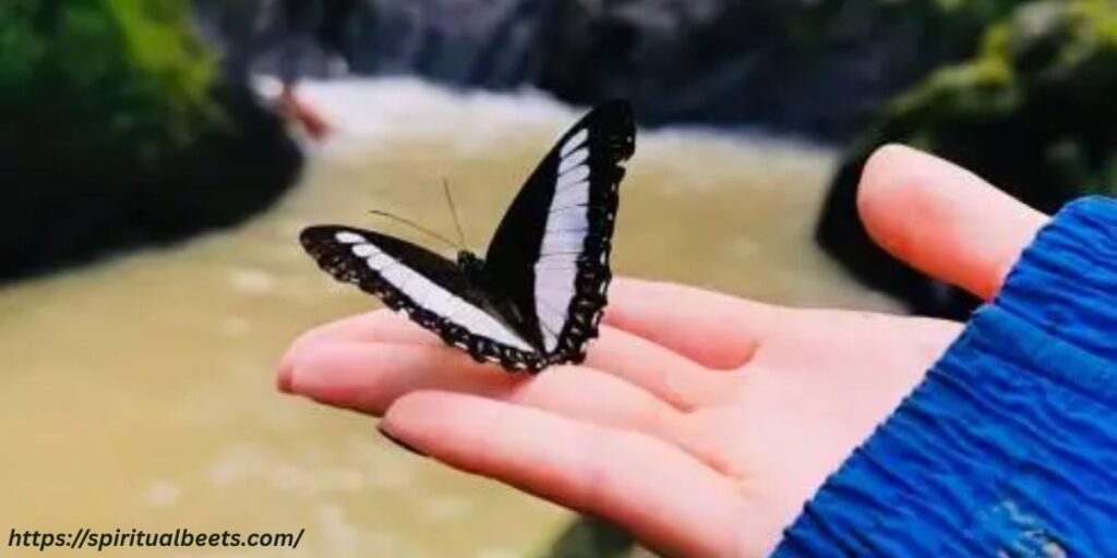 What Does It Means to See or Dream of Black Butterflies?