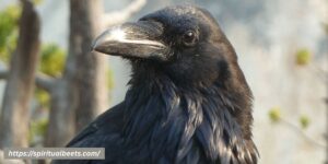 What The Rook Bird Symbolizes In Spiritual Beliefs
