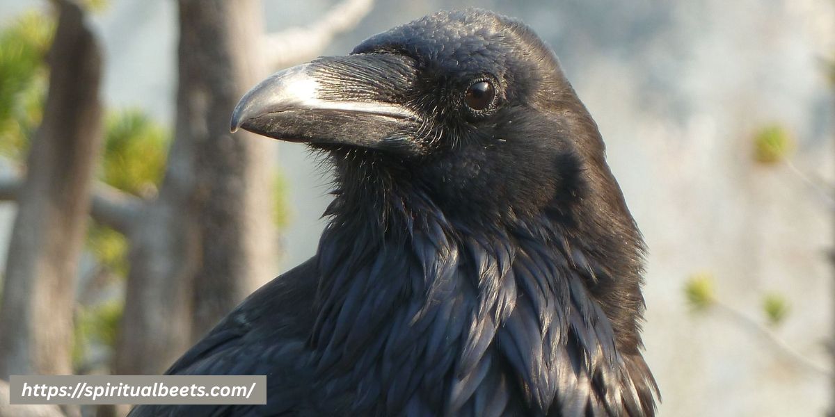 What The Rook Bird Symbolizes In Spiritual Beliefs